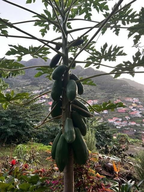 Casa Miguel Villa Machico  Luaran gambar